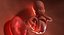 3D fetus 37 development