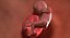3D fetus 37 development