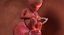 3D fetus 37 development