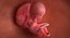 3D fetus 37 development