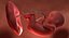 3D fetus 37 development