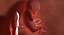 3D fetus 37 development