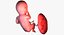 3D fetus 37 development