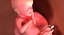3D fetus 37 development