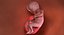 3D fetus 37 development