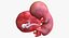 3D fetus 37 development