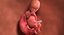 3D fetus 37 development