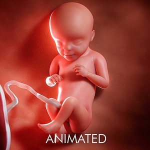 3D model fetus week 29