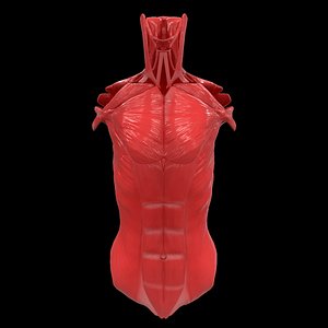 3D torso muscle anatomy