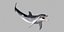 Dolphin Rigged model