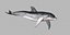 Dolphin Rigged model