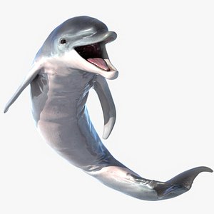Dolphin Rigged model
