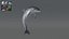 Dolphin Rigged model