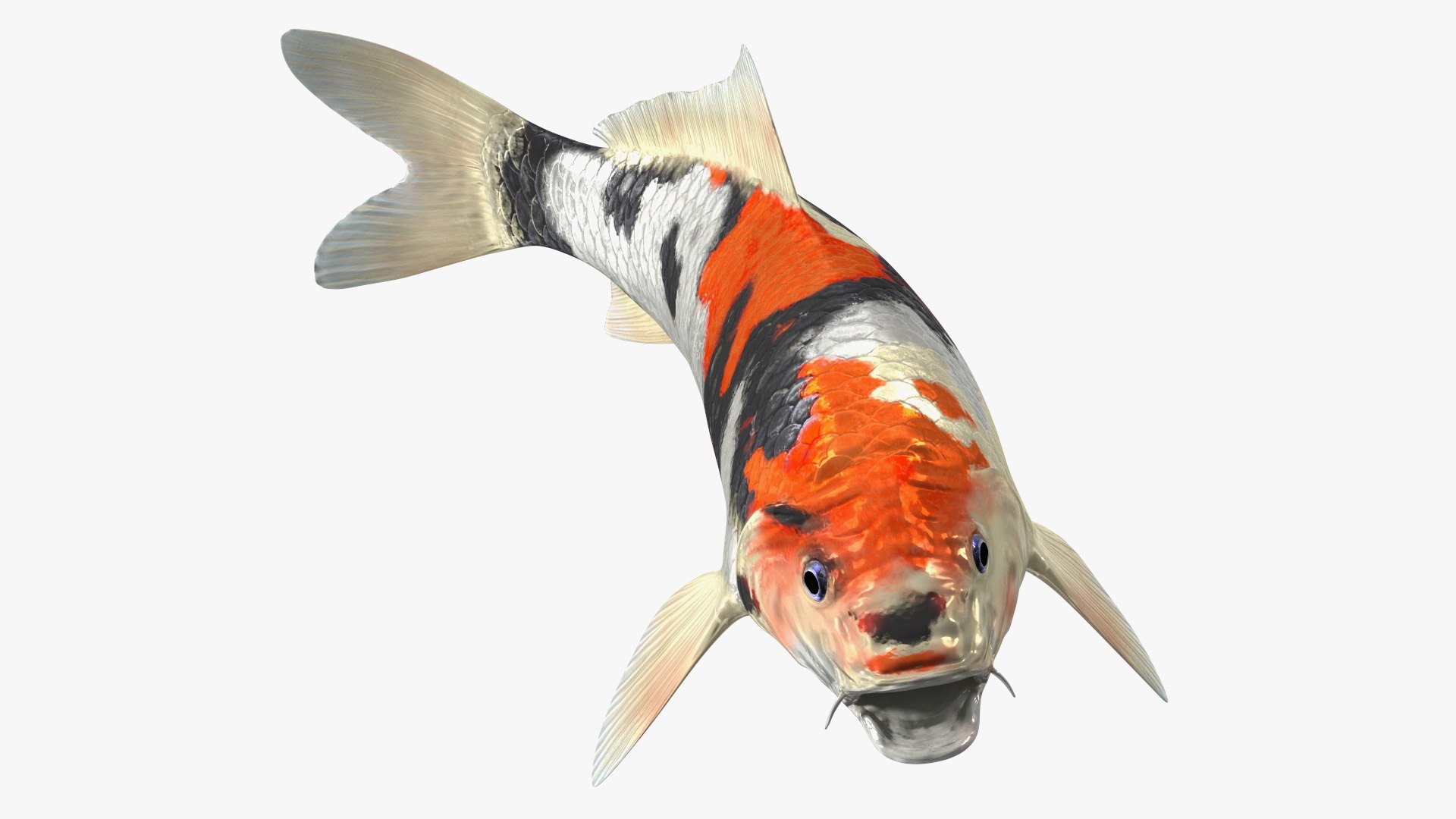Harivake Koi Fish Rigged 3D model preview