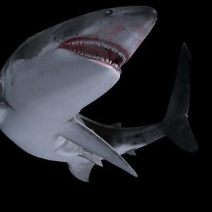 3d model shark animation