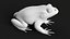 Animated Frog Collection