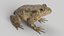 Animated Frog Collection