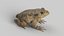 Animated Frog Collection