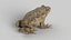 Animated Frog Collection