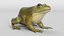 Animated Frog Collection