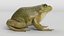 Animated Frog Collection