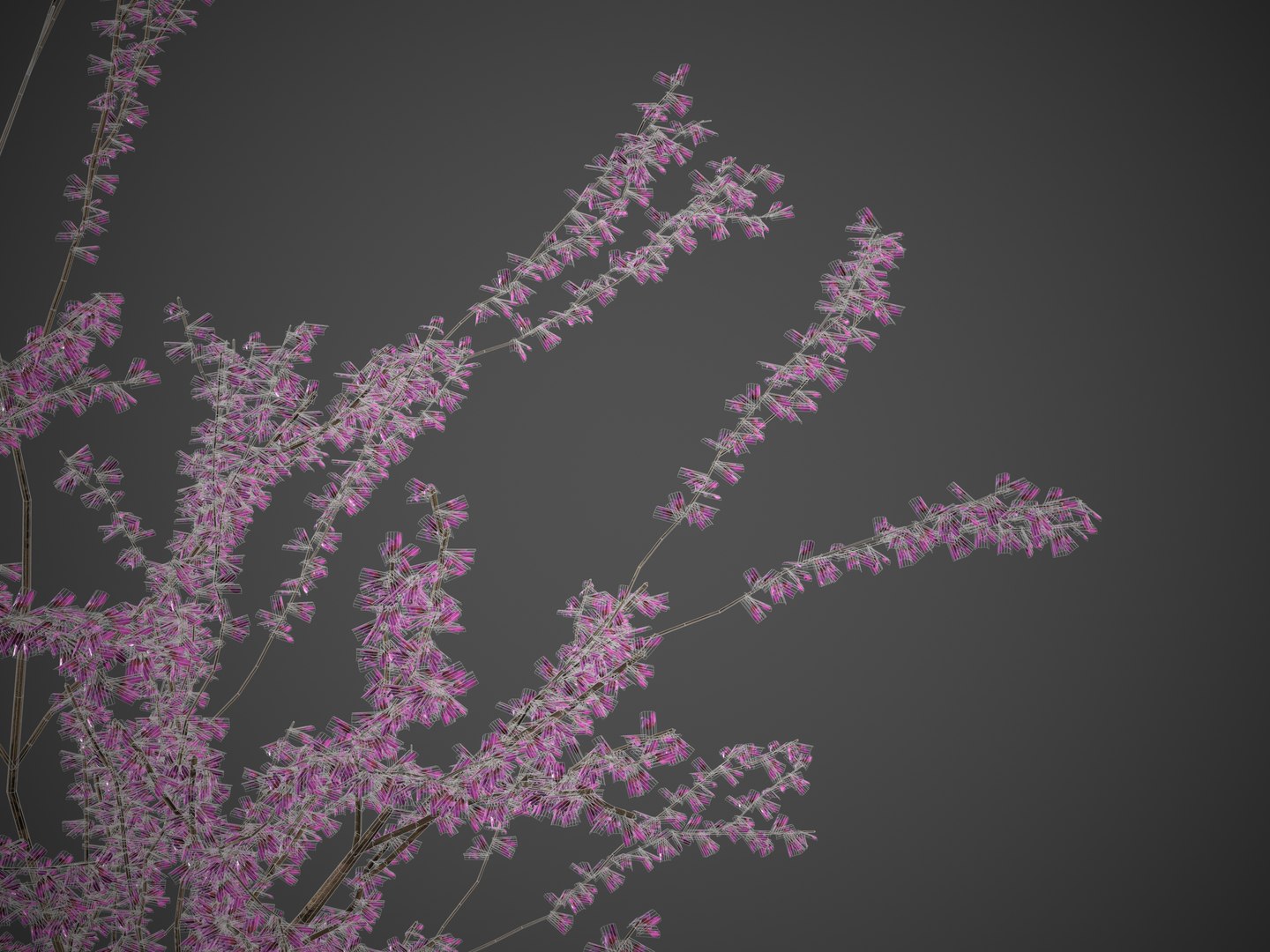 3D Model 2021 PBR Redbud Collection - Cercis Canadensis - TurboSquid ...