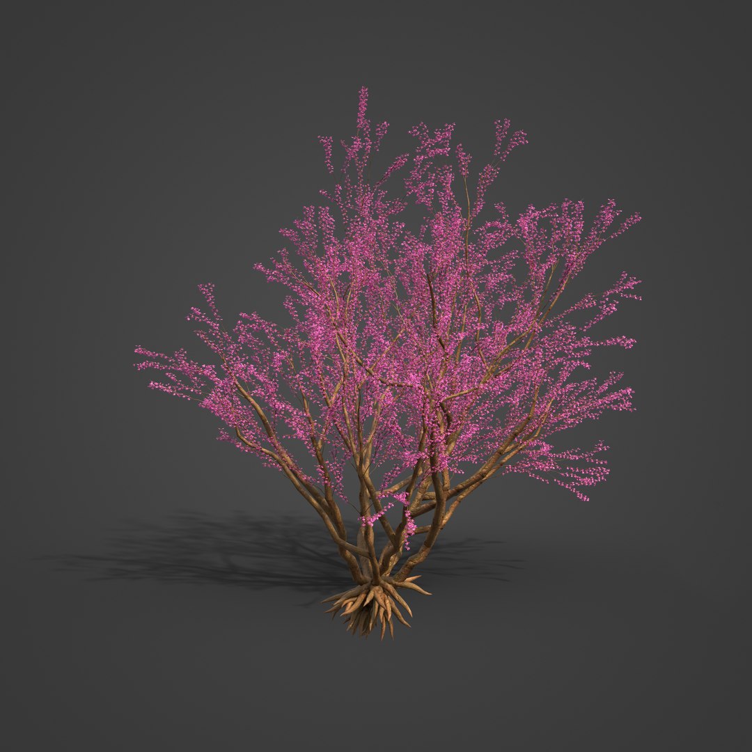 3D Model 2021 PBR Redbud Collection - Cercis Canadensis - TurboSquid ...