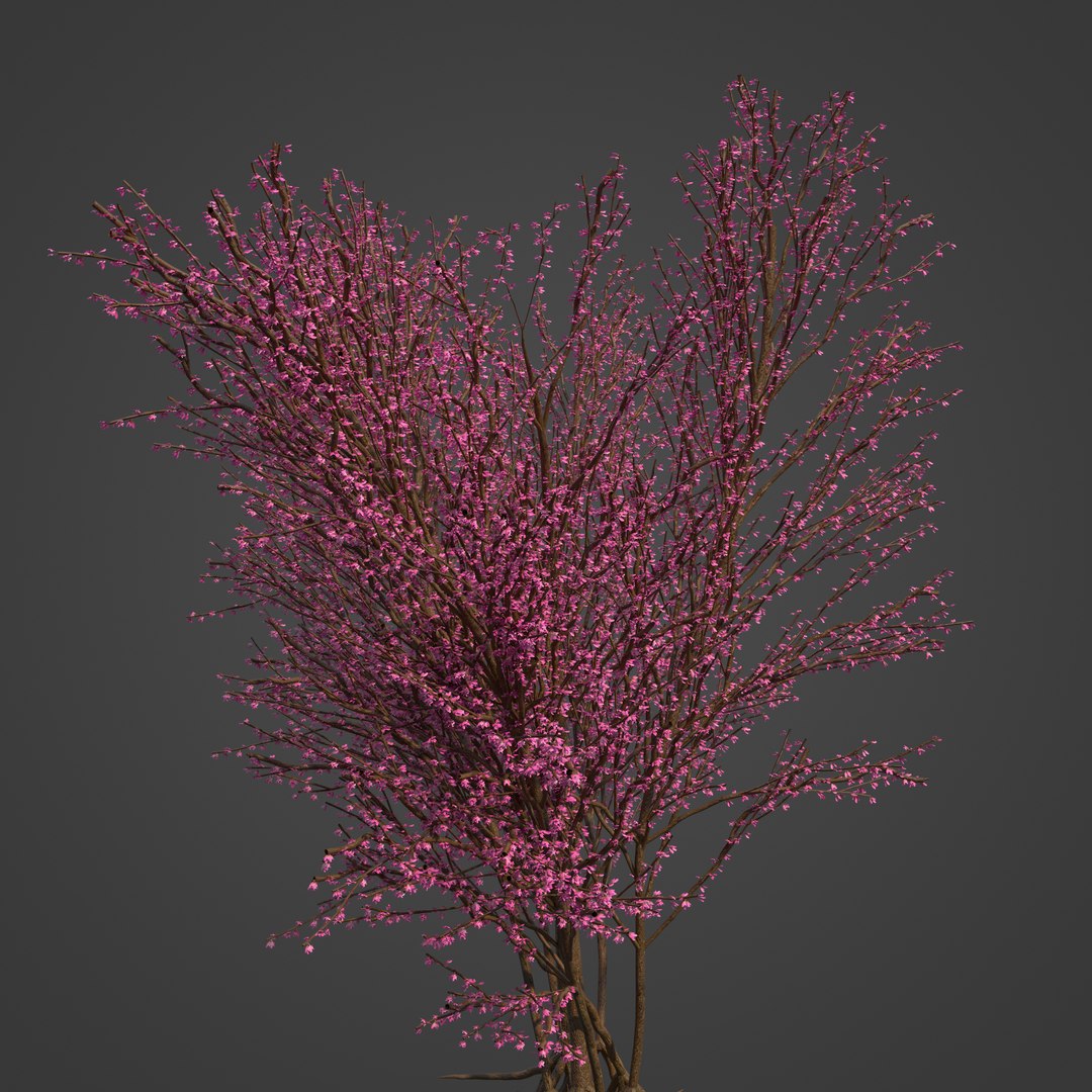 3D Model 2021 PBR Redbud Collection - Cercis Canadensis - TurboSquid ...