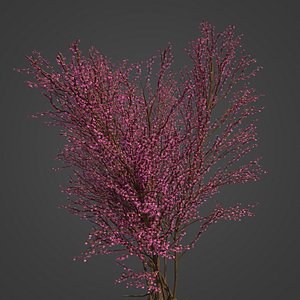 3D model 2021 PBR Redbud Collection - Cercis Canadensis