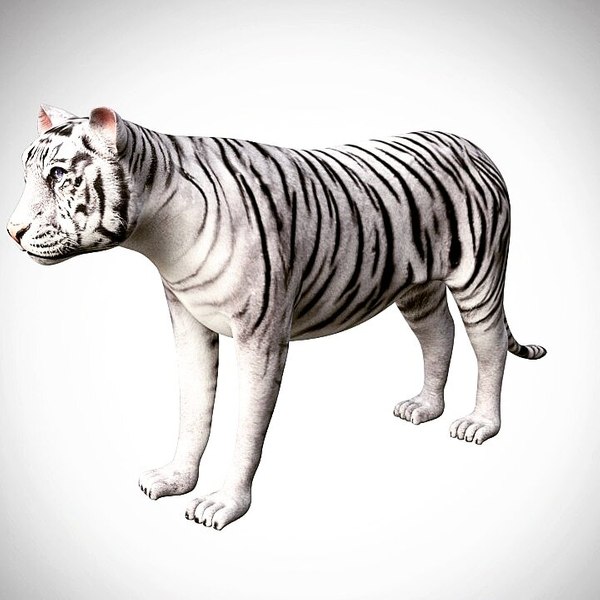 modèle 3D de Tigre blanc de Sumatra Low Poly gréé très détaillé et