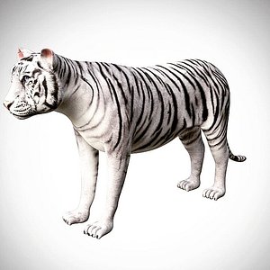Realistic High Detailed Rigged Low Poly Sumatran White Tiger