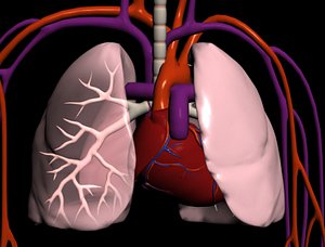 lungs heart 3d model