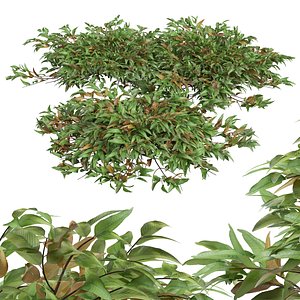 New Plant High detail Pyrrosia Lingua 3D model