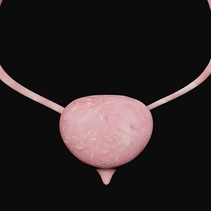 Urinary Bladder