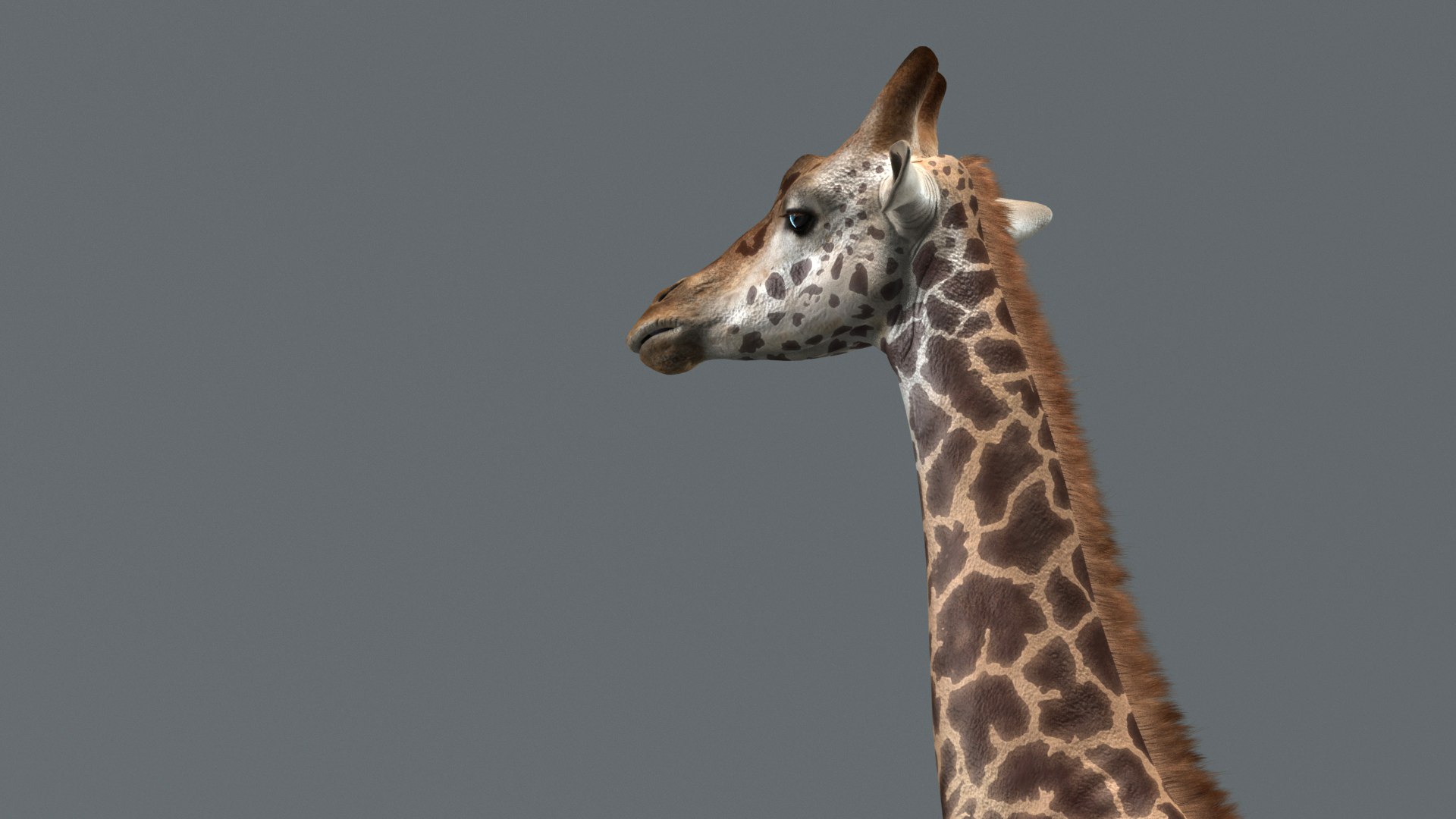 Realistic Giraffe Rigged Animations 3D Model - TurboSquid 1466301