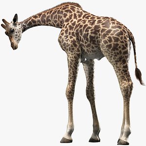 realistic giraffe rigged animations 3D model