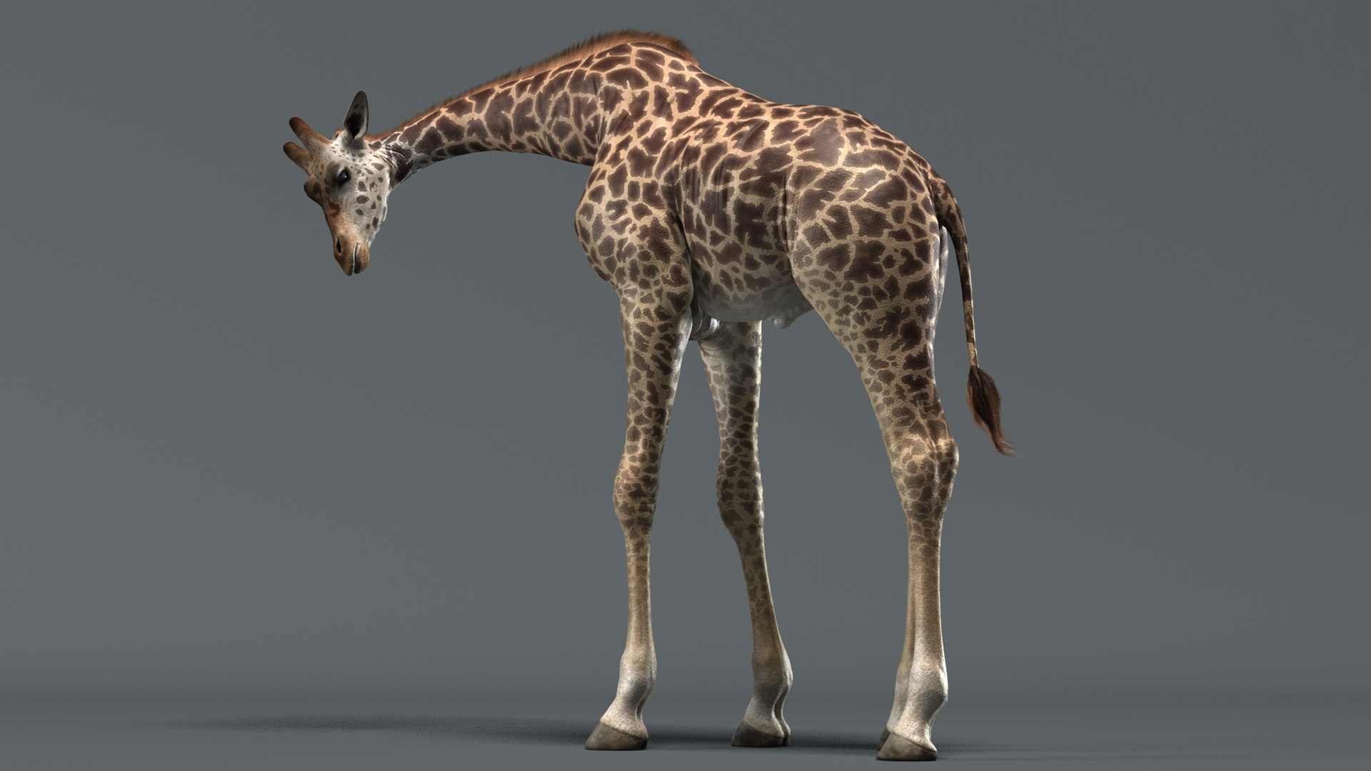 Realistic Giraffe Rigged Animations 3D Model - TurboSquid 1466301