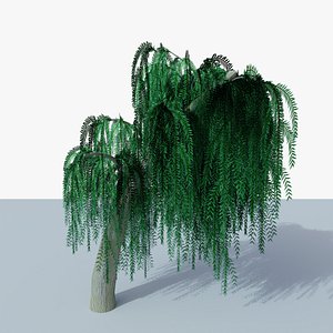 3D Weeping Willow v7