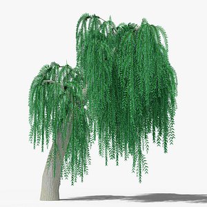 3D Weeping Willow v7