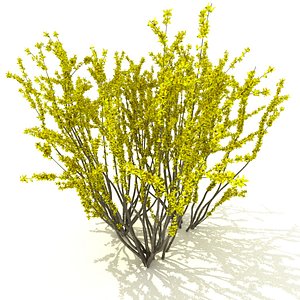 Forsythia