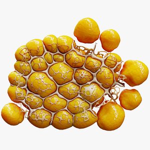 Fat Cell