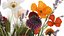 Bouquet Of Wild Flowers In A Vase Lavender Poppy 486