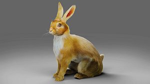 3D Fur Rabbit V01 Rigged in Blender