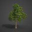 Collection Banyan PBR 2021 -Ficus Benghalensis