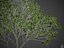 Collection Banyan PBR 2021 -Ficus Benghalensis