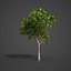 Collection Banyan PBR 2021 -Ficus Benghalensis