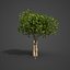 Collection Banyan PBR 2021 -Ficus Benghalensis