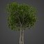 Collection Banyan PBR 2021 -Ficus Benghalensis