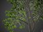 Collection Banyan PBR 2021 -Ficus Benghalensis