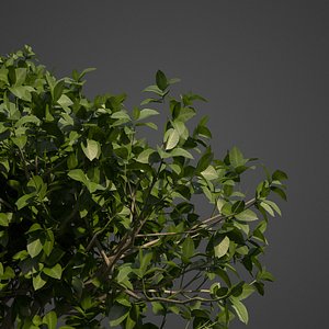 2021 PBR Banyan Collection -Ficus Benghalensis
